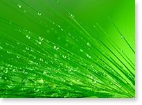 Wet Grass